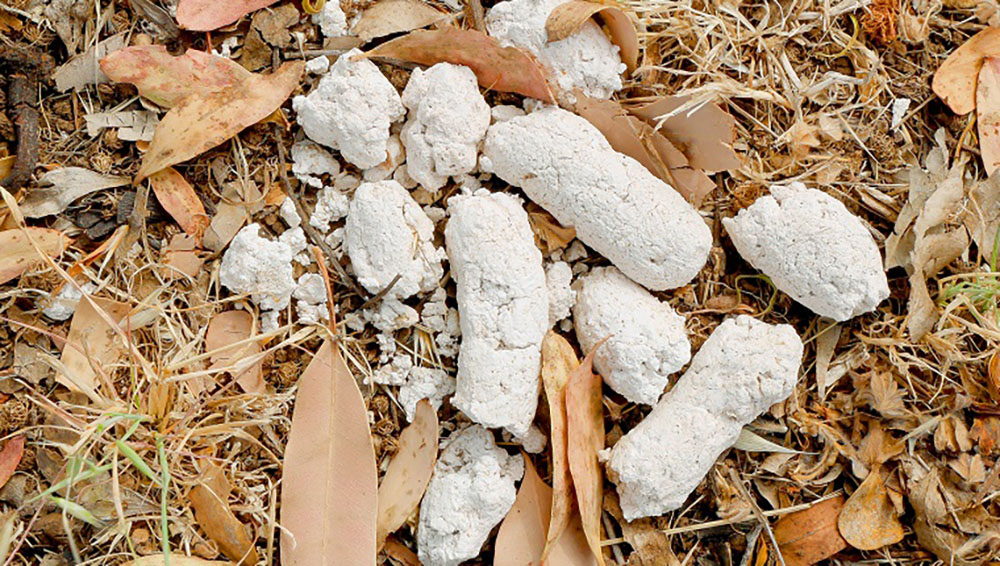 white stones in dog poop